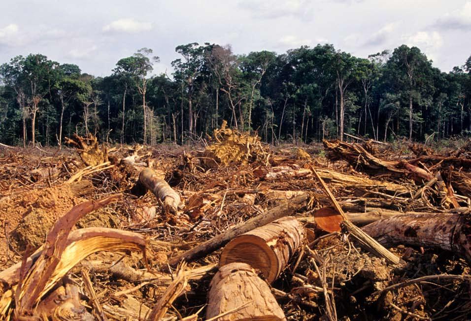 BOSQUES Y FIJACIÓN DE CO2 La primera participación de los bosques en el Cambio Climático son las emisiones de Gases de Efecto Invernadero generadas por el cambio de uso de suelo, los incendios