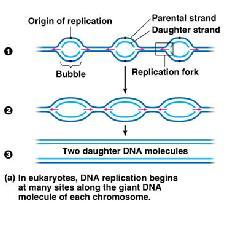 Función de la DNA ligasa en la replicación REPLICACIÓN DE DNA EN EUCARIONTES 1. Formación del intermediario Enzima ATP 2. Transferencia del adenilo al 5 -P 3.