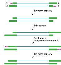 Entre ellas: Ciclina D1, cdk2 y el inhibidor de cdks Durante la terminación en procariontes, hay hidrólisis del cebador pero el extremo 3 de la cadena funciona para cebar la síntesis que así completa