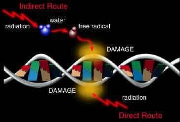 No se puede mostrar la imagen en este momento. El DNA puede ser dañado de muchas maneras, pero este daño solamente conduce a una mutación cuando no es reparado.