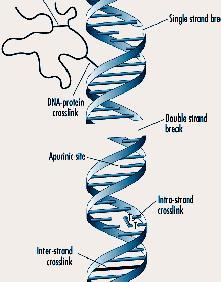 Agentes físicos que causan daño al DNA. Rayos X y rayos gamma. Los radicales libres que se forman también pueden modificar quimicamente una base, como la guanina.