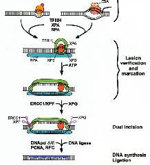 Reparación por escición de nucleótidos en eucariontes Una vez que se ha reconocido el daño, participana las mismas proteínas en la reparación.