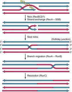 Modelo de la vía RecBCD Apareamiento en la región homóloga. Corte en la cadena desplazada Apareamiento. RecA y RecBCD Se identificaron en mutantes de E.