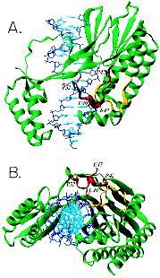 Forma un homohexámero. Proteína DnaB.