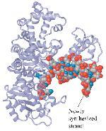 Una vez que el cebador está en su lugar comienza la síntesis de DNA: ELONGACION ELONGACION DNA POLIMERASAS La actividad de DNA polimerasa cataliza la adición de un dntp al extremo 3 -OH de un