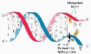 Representa la función de otras DNA polimerasas. Enzima dependiente de molde (DNA) Síntesis de una cadena de DNA en dirección de 5 3 Es un monómero de 102 kda Tiene 3 actividades: 1.