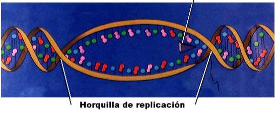 Elementos que interveñen en na replicación n do ADN Para que se leve a cabo a replicación do DNA nas células requírense os seguintes elementos: ADN orixinal que servirá de molde para ser