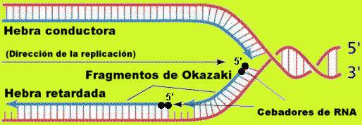 3ª etapa: corrección de erros e unión dos fragmentos de Okazaki pola ADN-ligasa.