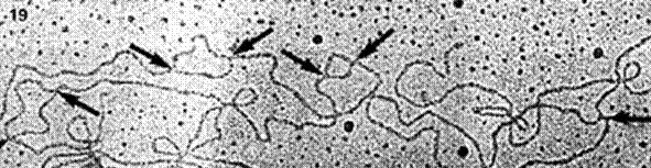 En virus e bacterias existe un único punto de inicio