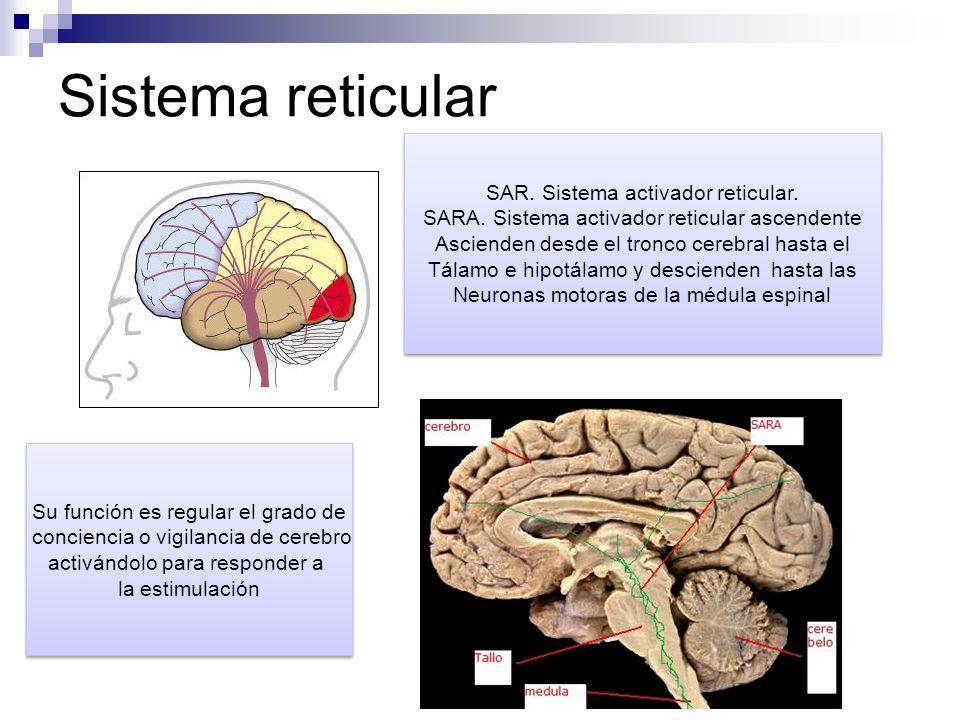 respuesta a la información sensorial que recibe el SARA, determina la velocidad, el tipo y el contenido de la información disponible para el cerebro superior.