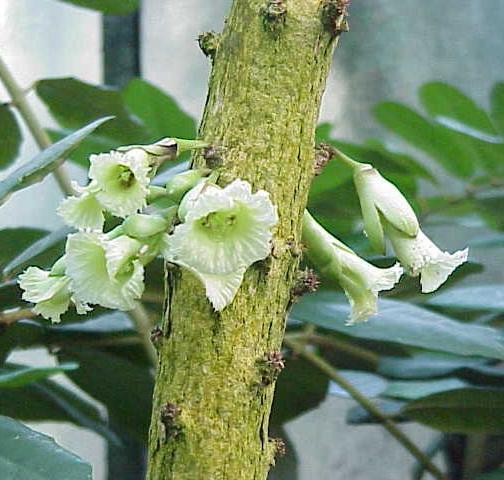 Bignoniaceae Plantas