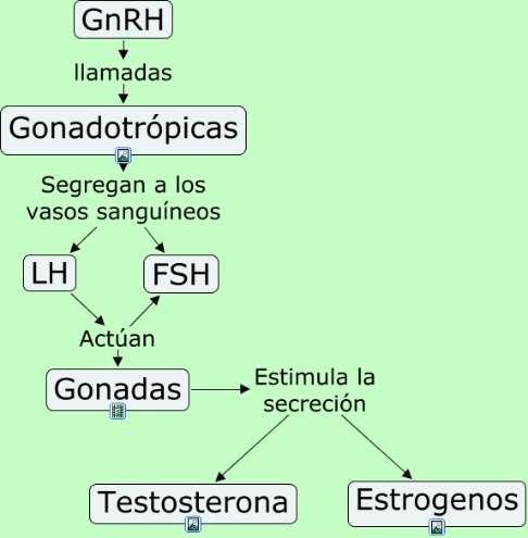 17. Relaciona las hormonas FSH y LH con los estrógenos y la progesterona. 18. Busca información sobre los anticonceptivos. 19. Indica qué dos principales hormonas son producidas en el páncreas.
