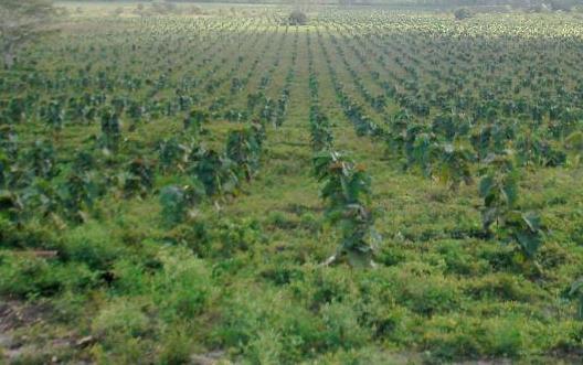 ENAIPROS Plantaciones Forestales Comerciales Apoyo al financiamiento
