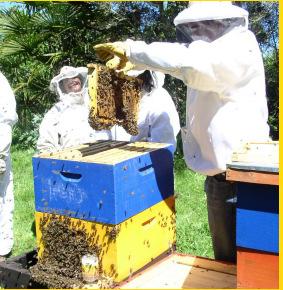 Prospección de productores y visitas Prospección de apicultores, para lo que se tomó contacto con INDAP, consultores SAT, PRODESAL, organizaciones apícolas y otros relacionados con el rubro.