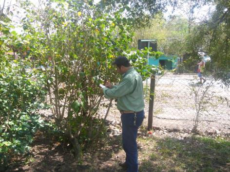 Actualmente la campaña contra la cochinilla rosada está operando bajo control fitosanitario en los municipios de Paso de Ovejas, Chacal tianguis, Cosamaloapan, Carlos A.