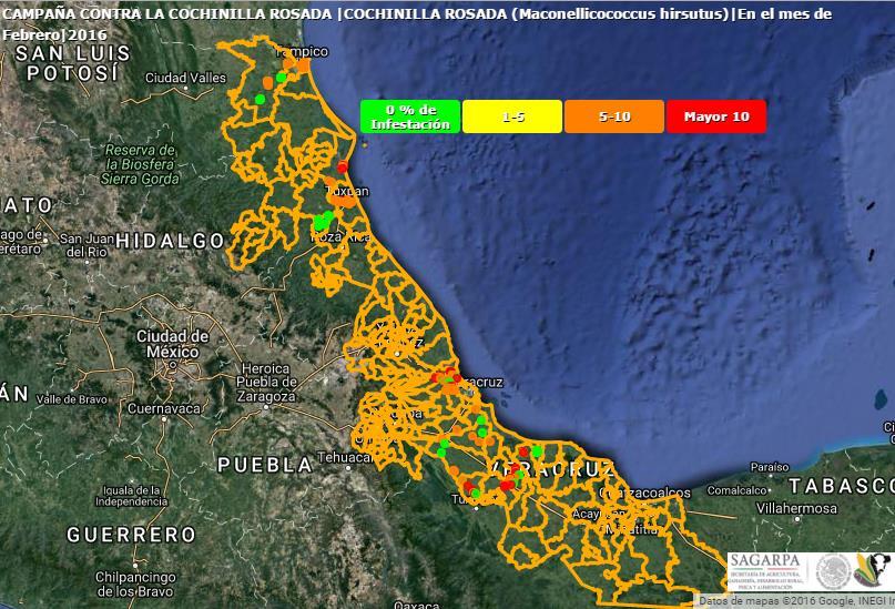 Figura 4. Distribución de la cochinilla rosada. En el siguiente mapa se observa la distribución de la cochinilla rosada al mes de Febrero en el estado de Veracruz (Fuente: SICAFI, 216). Capacitación.