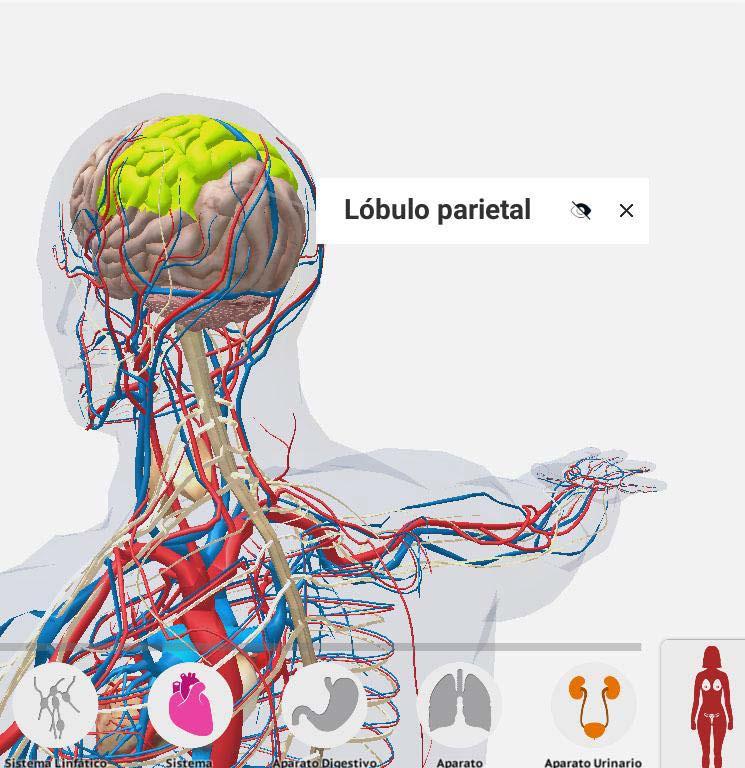 Aprende con Realidad Virtual Anatomía 360 Anatomía 360 es la herramienta más efectiva para aprender Anatomía.