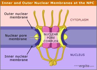 Estas membranas están perforadas en intervalos por poros nucleares.