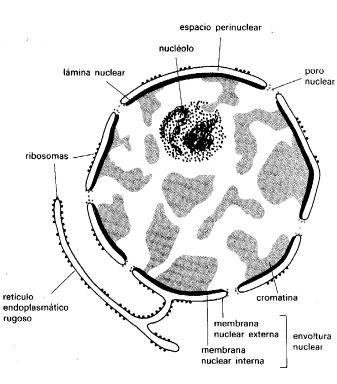 El medio interno nuclear se denomina nucleoplasma. En él se encuentran el ADN en forma de cromatina, ARN y proteínas.