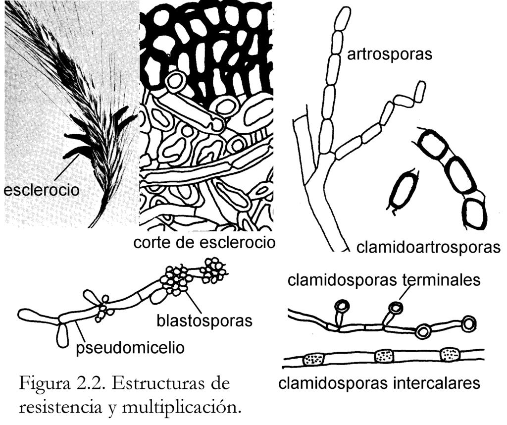 Leonor Carrillo. LOS HONGOS DE LOS ALIMENTOS Y FORRAJES 25 2. ESTRUCTURAS FÚNGICAS SOMÁTICAS Micelio es el conjunto de filamentos y un trozo del mismo se denomina hifa.