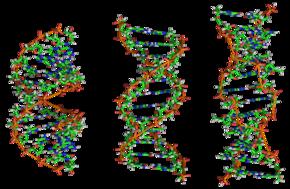 DNA Estructuras de doble hélice alternativas El DNA puede existir en distintas conformaciones, dependiendo de la composición de bases y de las condiciones físicas.