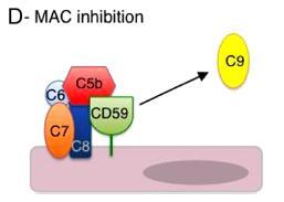 Deficiencia de Reguladores Vía final DAF - CD55 degrada C3 convertasa y C5 convertasa MIRL - CD59 inhibe la vía final uniéndose a C8 y C9 no dejando formar el poro HEMOGLOBINURIA PAROXÍSTICA NOCTURNA