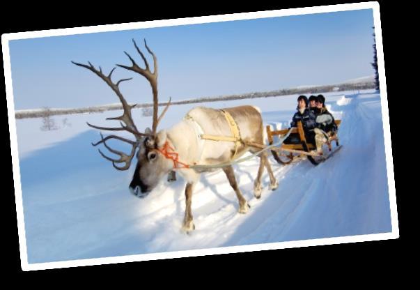 5 PYHÄ Día 3º PYHÄ Animales árticos: huskies y renos Desayuno buffet. Traslado a una granja de renos cercana donde sus criadores lapones nos hablarán sobre su modo de vida.