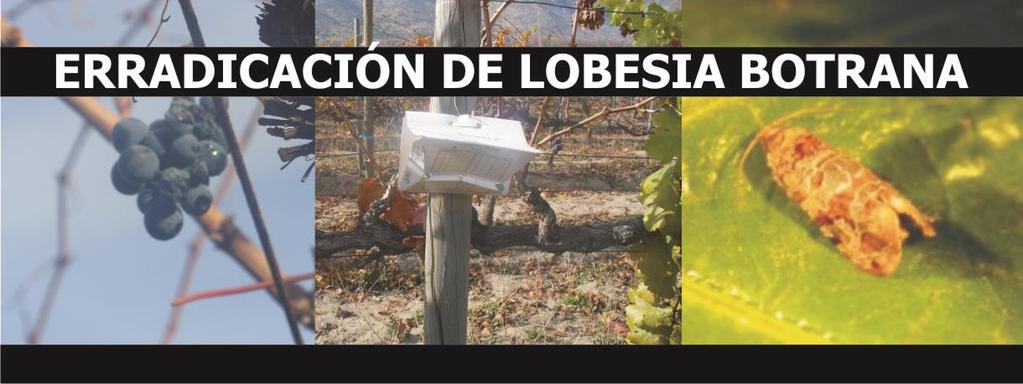 Se implementan acciones de Monitoreo, vigilancia y supresión de Lobesia botrana en cultivos vitícolas a fin de lograr el control de la plaga en la Provincia de Mendoza, para evitar su dispersión y