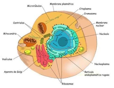 célula indiferenciada que puede ser procariota o eucariota, que se autorregula y tiene vida independiente.