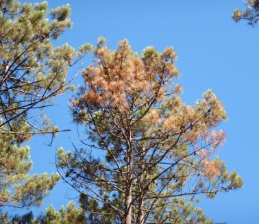 estudio: Plantación de Pinus pinaster, de 20-25 m de altura y FCC del 70-90%.