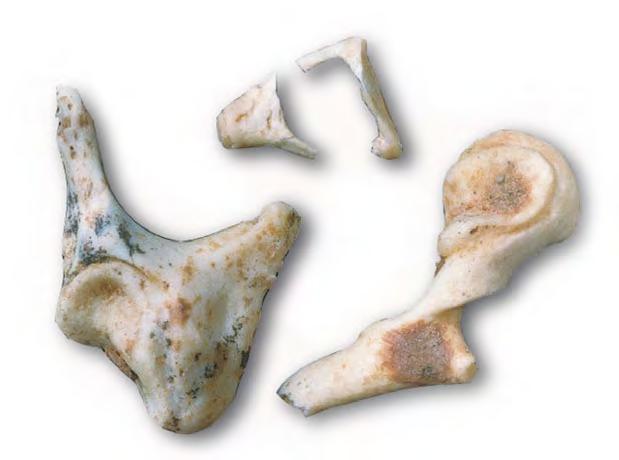 Sima del Elefante Gran Dolina Niveles de Homo antecessor Niveles de Homo heidelbergensis *4 *5 30.000 90-70.000 350.000 500.000 600.000 780.