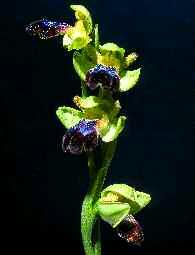 florística 3 mitjana; de vegades ric en orquídies Grau de maduresa 1 estable Amenaça 4 molt amenaçat Bellardia trixago. X. Font Bellardia trixago Scabiosa atropurpurea var.