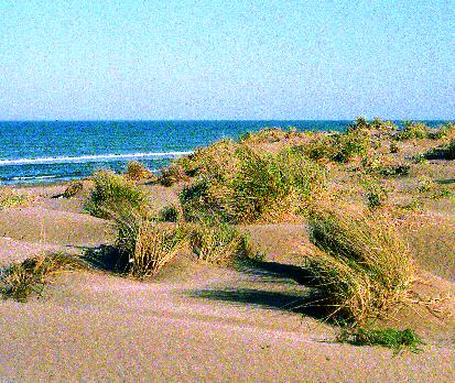 Volum II (230-312) 8/11/08 19:40 Página 252 16.2122 16.2122 Dunes movents, amb comunitats de borró (Ammophila arenaria), de les platges arenoses Ammophiletum arundinaceae Br.-Bl.