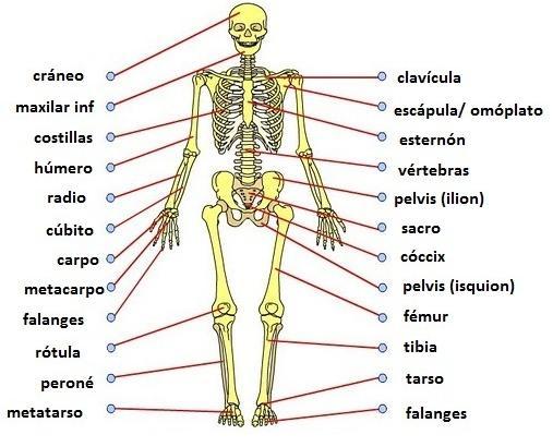 TEMA 1: EL CUERPO HUMANO 1. El ESQUELETO El hueso es un tejido firme, duro y resistente que forma parte del esqueleto humano.