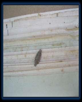 insectos muertos como moscas, zancudos, de forma manual.