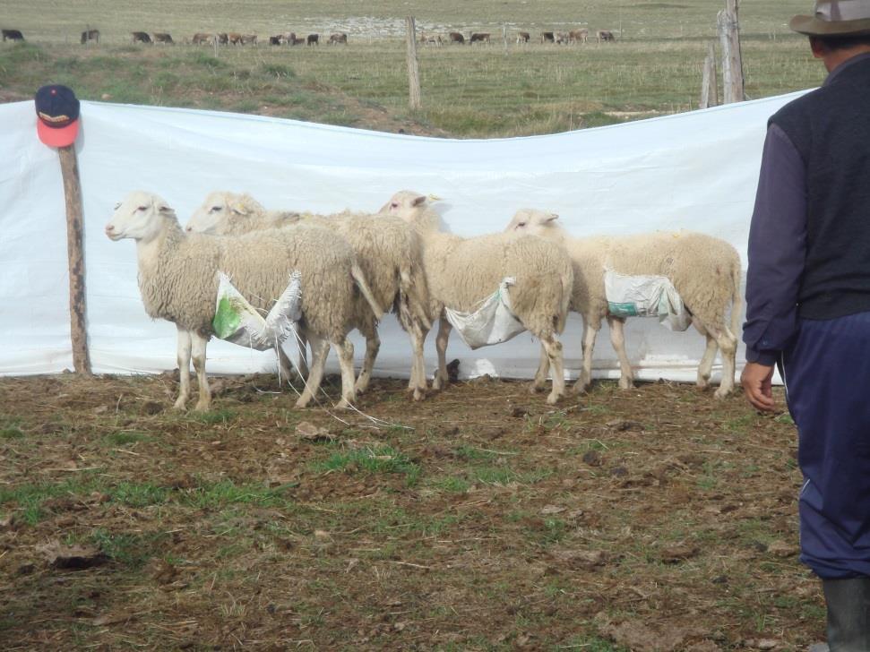 Desarrollo de la población de ganado ovino