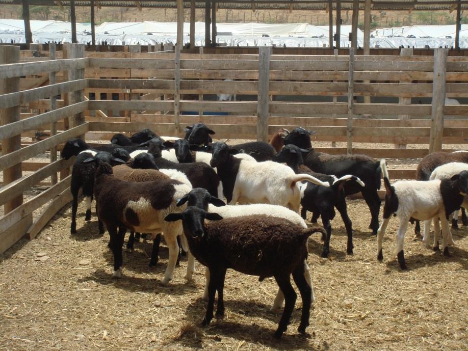 8 corderos Peso vivo del cordero a los 90 días 40 Kg