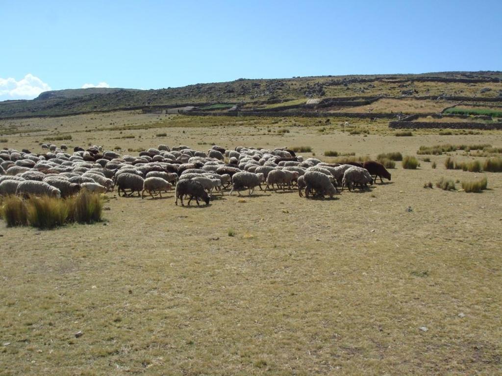 Los ovinos criollos