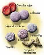 Glóbulos vermellos ou hematies ou eritrocitos CÉLULAS SANGUÍNEAS Plaquetas ou trombocitos Glóbulos blancos o leucocitos