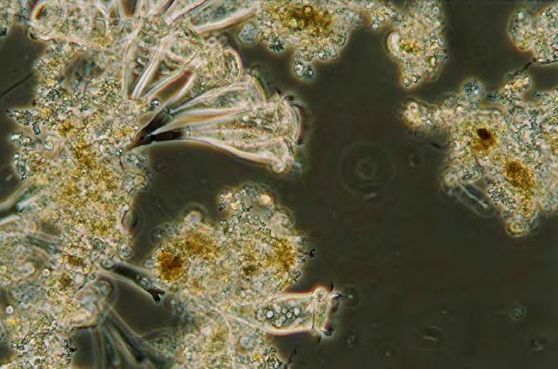 Esta especie se caracteriza por presentar zooides de gran tamaño (140-220 µm), doble