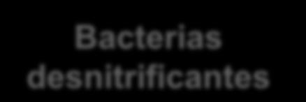 Clostridia Spirochaetia Bacteroidia Anaerolineae Flavobacteriia Negativicutes Actinobacteria Chloroflexi
