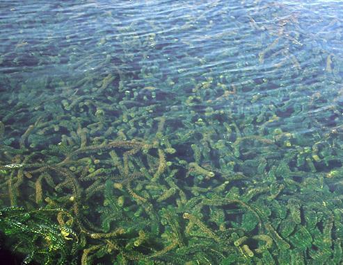 EUTROFICACION Crecimiento excesivo de algas y macrófitas acuáticas producto