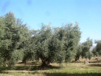La olivícultura en Argentina