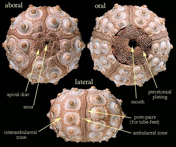 Formas regulares (erizos de mar; globosos y con simetría radial pentámera) e