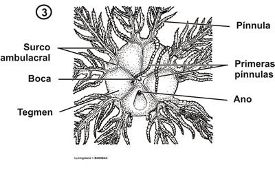 Clase Crinoidea Durante la metamorfosis se hacen sésiles y luego de varios meses retornan a la vida libre.