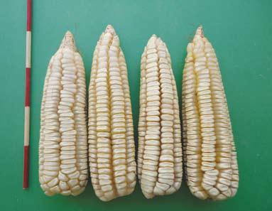 ANCHO Descripción. Ésta raza de maíz fue identificada y descrita por Ortega (1979), pero no se había reportado en Michoacán de Ocampo.