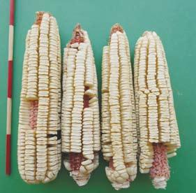 TAMAULIPAS (RATÓN) Descripción. Éste maíz tiene una altura de planta que varía de 2.48 a 2.95 m con 13.70 a 16.10 hojas por planta y una precocidad de 90 días a floración masculina.