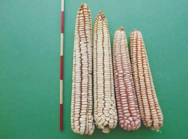 El maíz Tamaulipas fue identificado por el Dr. Hernández Casillas (INIFAP) como raza Ratón; sin embargo, por comunicación personal del Dr.