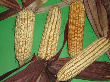 Por las características de planta alta y tardía es probale que el maíz Tamaulipas sea la cruza entre la raza Ratón con Tuxpeño.