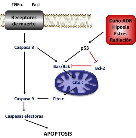 Figura 5. Vías de inducción de la apoptosis.
